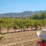 La Primavera del Cava 1 Canals i Munne