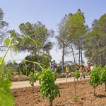 Covides La Primavera del Cava 5 (1)