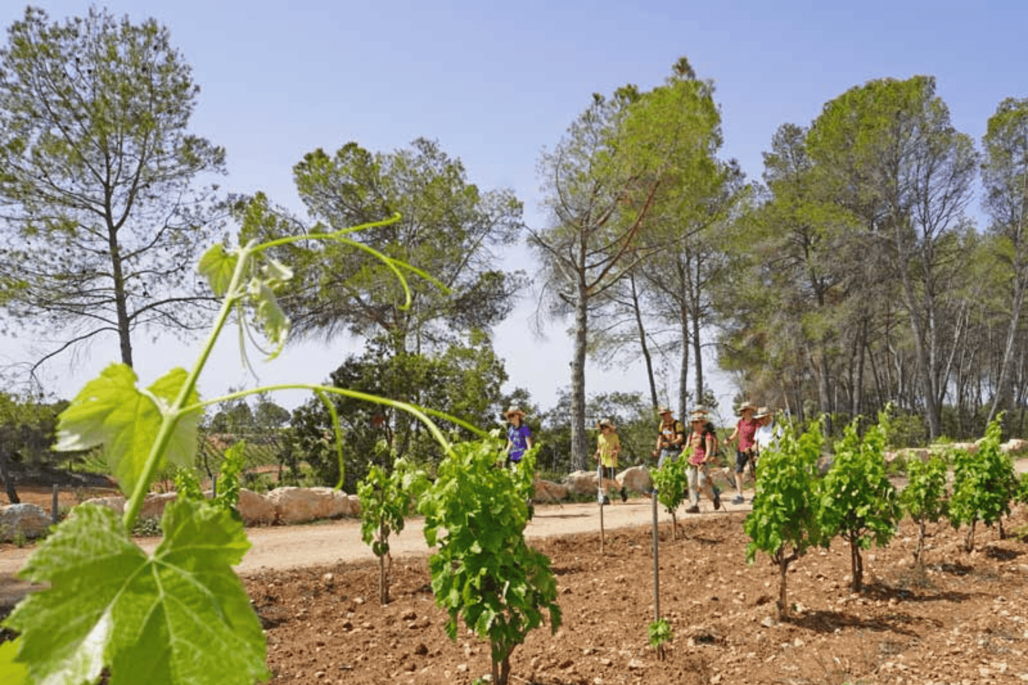 Covides La Primavera del Cava 5 (1)