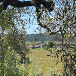 Joan Segura Pujadas La Primavera del Cava 01