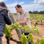 La Primavera del Cava Joan Segura Pujadas 1